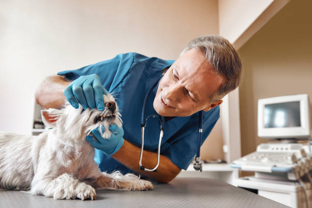 Best Broken or Chipped Tooth Repair in Grant, AL